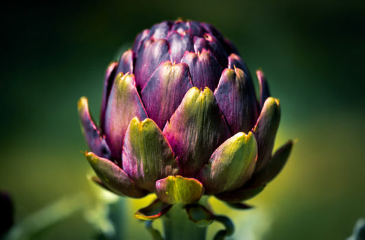 Artichoke Leaf Extract