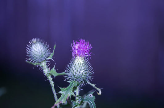 Milk Thistle