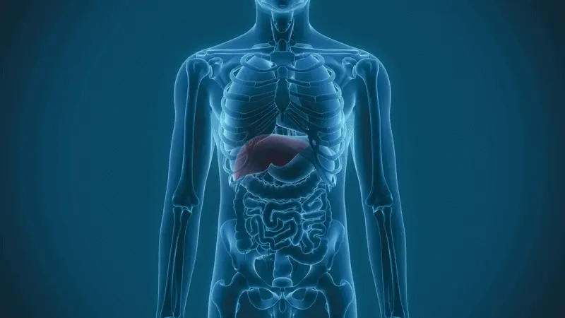 Illustration showing the liver and digestive system