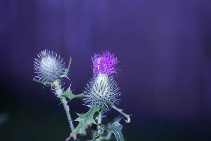 Milk thistle flowers
