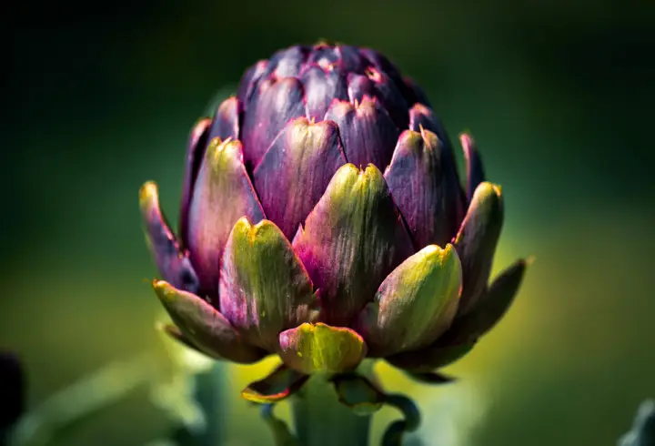 Artichoke flower