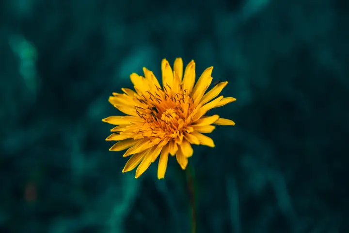 Dandelion flower