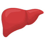 Liver
