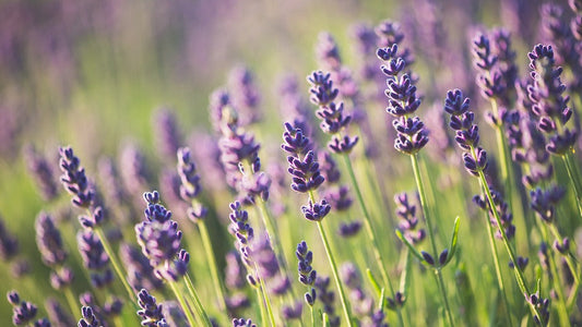 This Beautiful and Aromatic Herb Could be the Answer to Your Anxiety