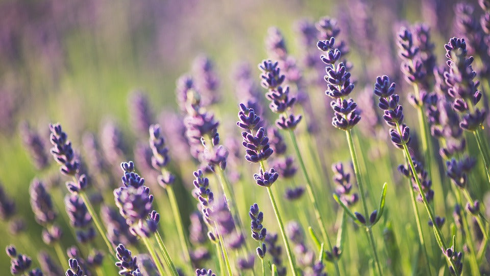 This Beautiful and Aromatic Herb Could be the Answer to Your Anxiety
