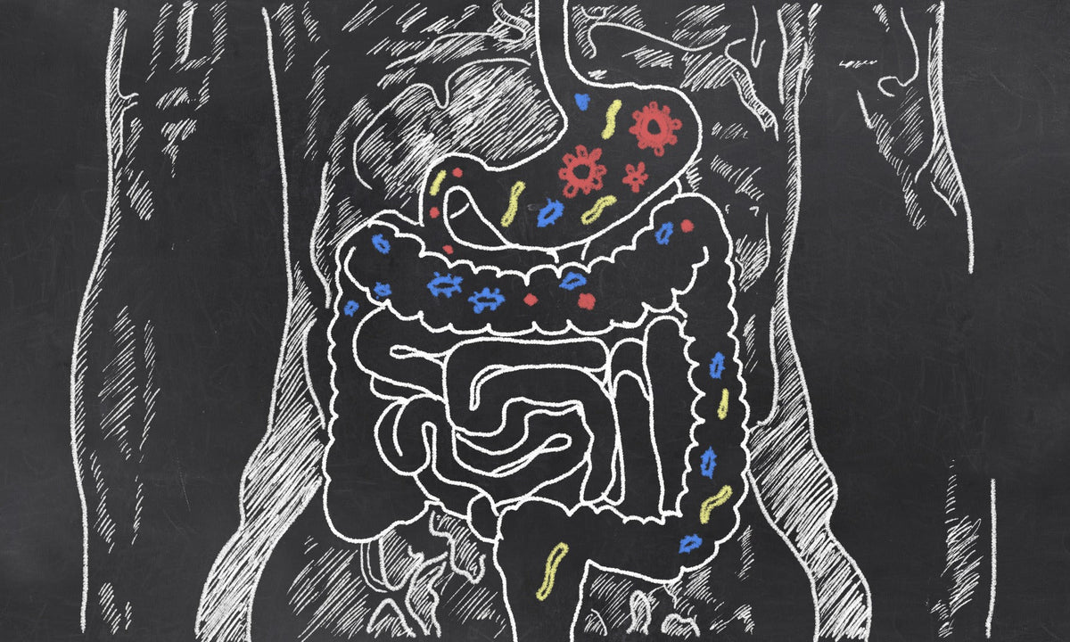 The Garden in Your Gut