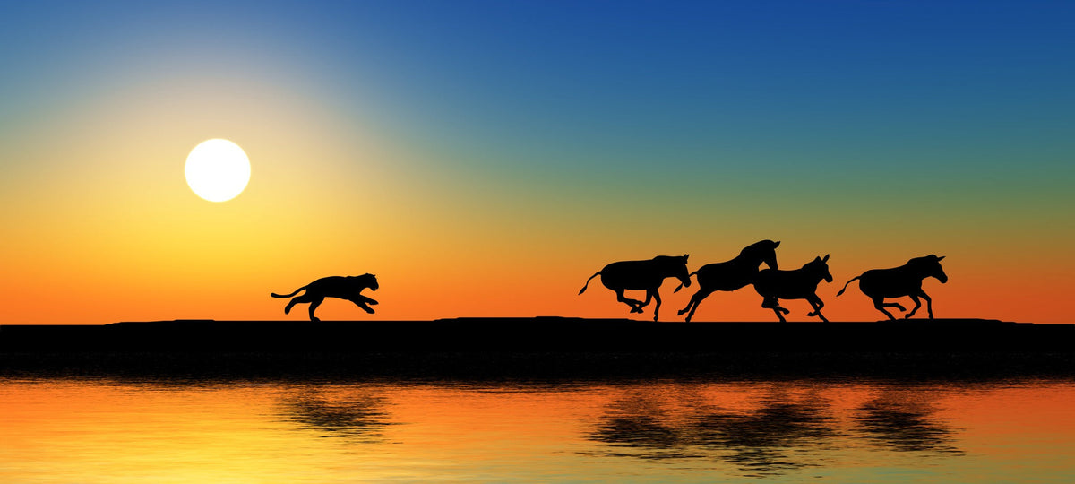 Lions, Guts and Stress