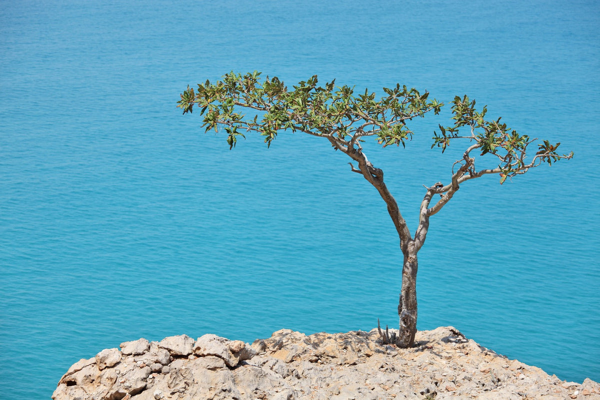 Can Boswellia Help Curb Inflammatory Pain?