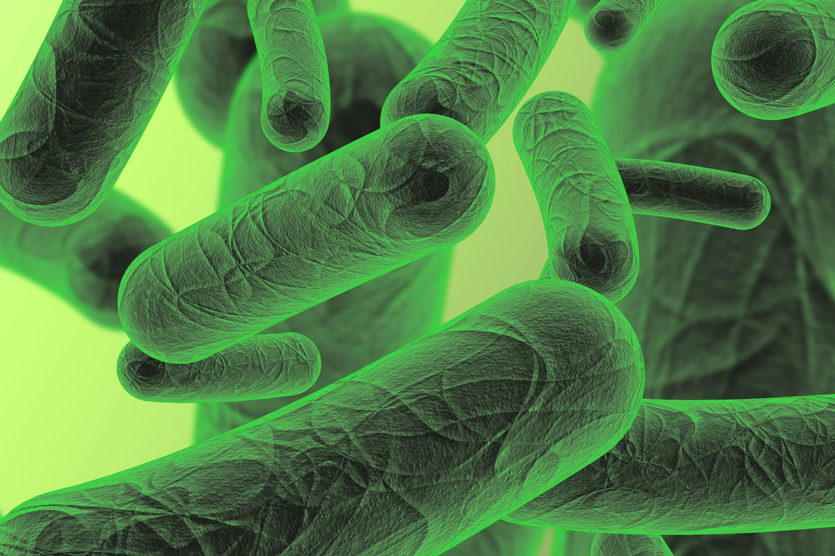 Are Bad Bacteria in Your Gut Feasting on Your Leftovers?