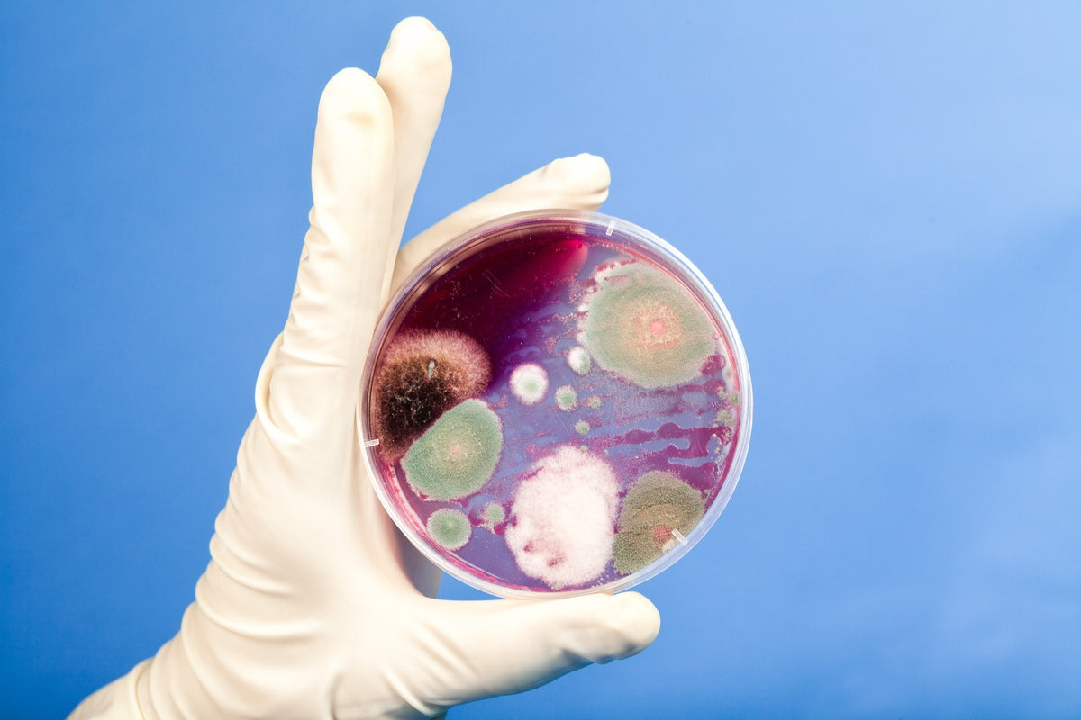 Is Your Gut an Internal Brewery?