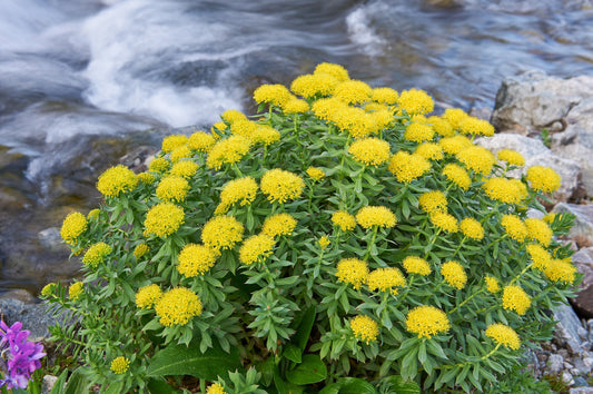 Adaptogens: Our Allies in the Plant Kingdom
