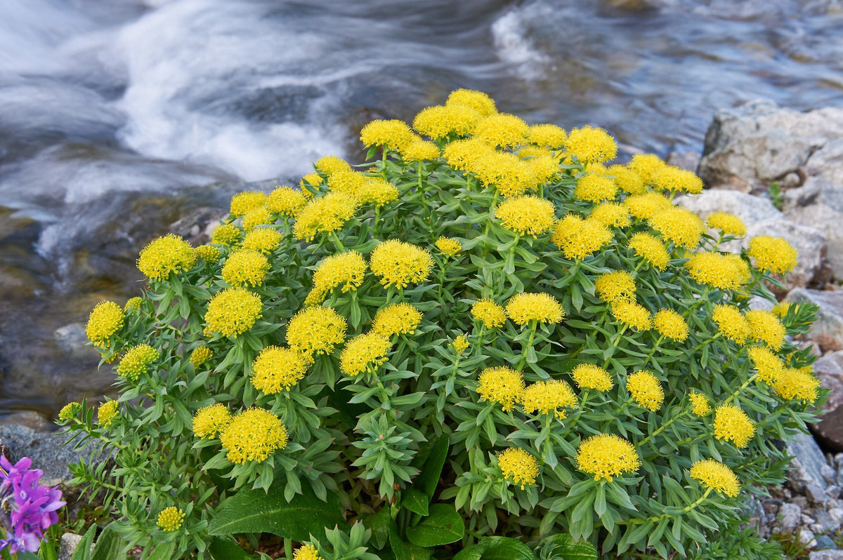 Adaptogens: Our Allies in the Plant Kingdom