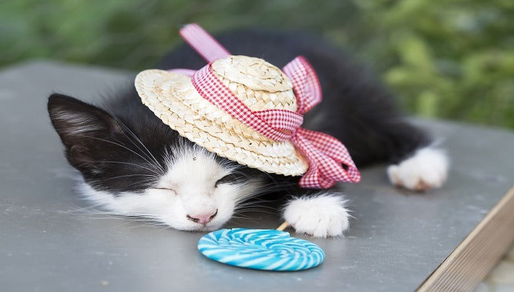 “Sweet” Dreams