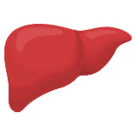 Liver icon