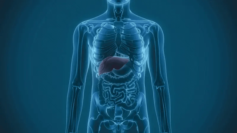 Animated illustration of the liver inside the body